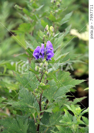 イブキトリカブト 7997711