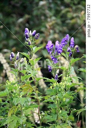 イブキトリカブト 7997712