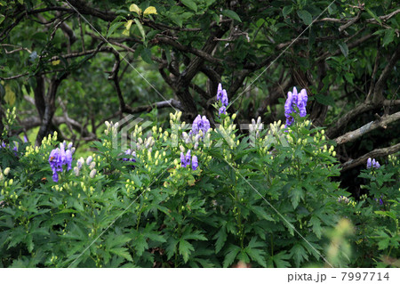 イブキトリカブト 7997714