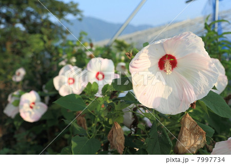 アメリカフヨウ アメリカフヨウ 7997734