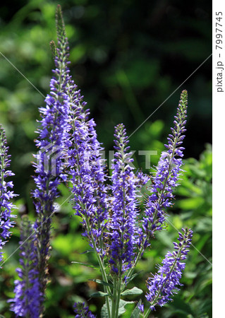 ルリトラノオ 7997745