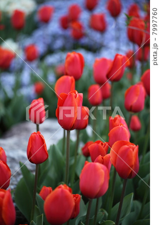 チューリップ 7997760