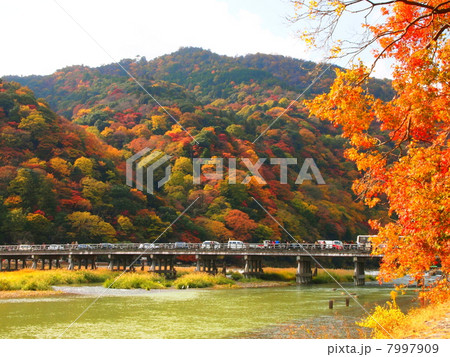 嵐山の紅葉 7997909