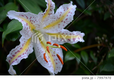 ヤマユリの花びら 7997970