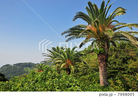 フェニックス 7998005