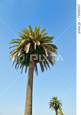 フェニックス 7998007