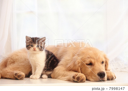 仲良し仔猫と仔犬 7998147