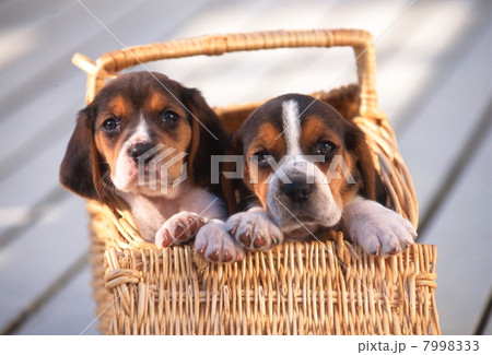 ビーグルの仔犬 7998333