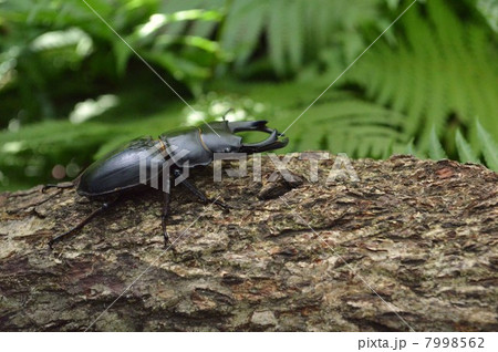 日本産オオクワガタ　森林の木の上で 7998562