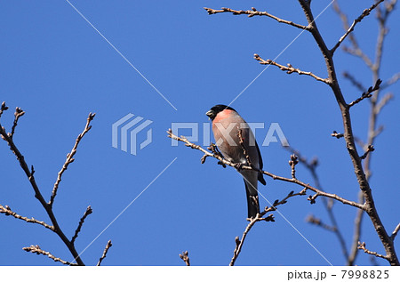 渡り鳥　～ウソ～ 7998825