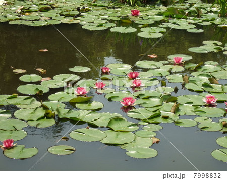 はすみごろ 7998832