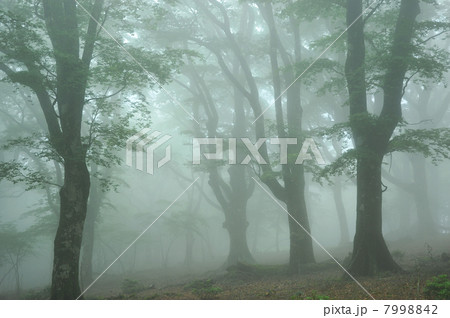 霧のブナ林 7998842