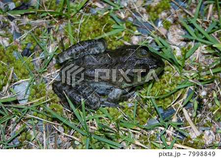 ウシガエル 7998849
