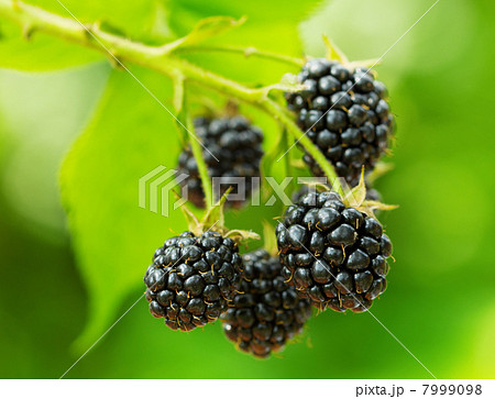 Blackberry 7999098