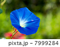 朝顔 7999284