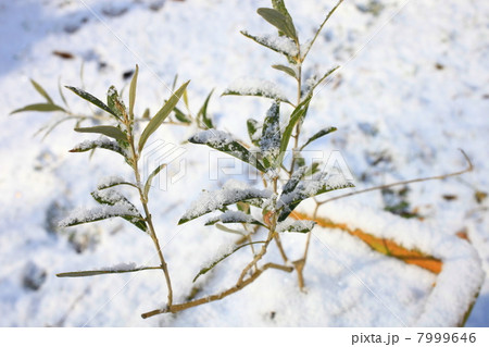 雪の庭 7999646