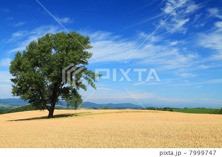 美瑛の哲学の木と麦畑 7999747