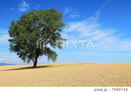 美瑛の哲学の木と麦畑 7999748