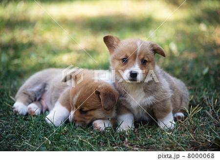 仲良しコーギー 8000068