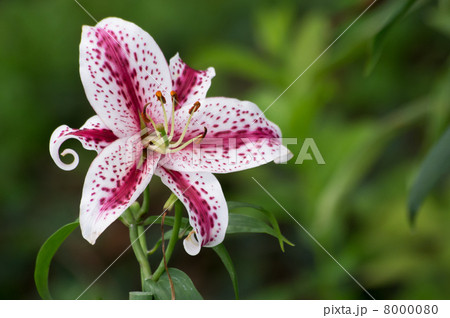 百合の花 8000080