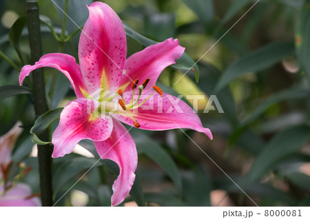 百合の花 8000081