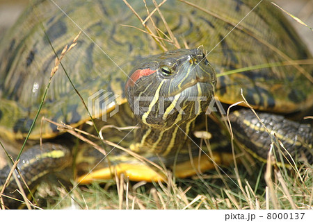 ミドリガメ 8000137