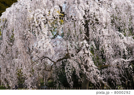 京都御苑　出水の枝垂れ桜 8000292