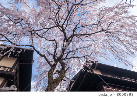 三寧坂 あけぼの亭 早咲きの糸桜 三寧坂 あけぼの亭 早咲きの糸桜 8000298