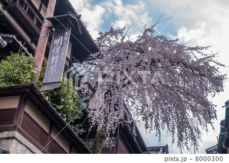 三寧坂 あけぼの亭 早咲きの糸桜 三寧坂 あけぼの亭 早咲きの糸桜 8000300