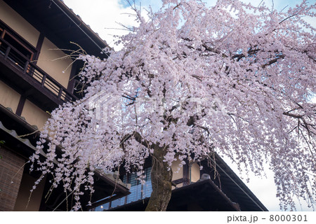 三寧坂　あけぼの亭　早咲きの糸桜 8000301