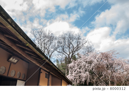 桂離宮　笑意軒の枝垂れ桜 8000312