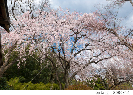 桂離宮 笑意軒の枝垂れ桜 桂離宮 笑意軒の枝垂れ桜 8000314