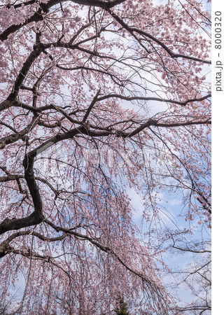 桂離宮 笑意軒の枝垂れ桜 桂離宮 笑意軒の枝垂れ桜 8000320