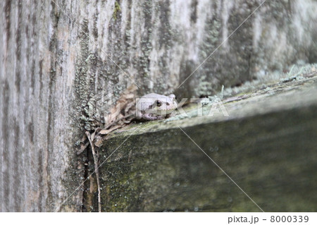 じっと待つカエル 8000339