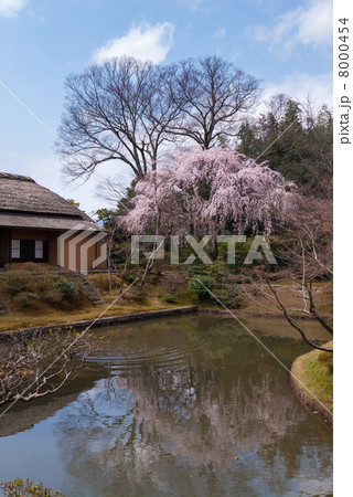 桂離宮　笑意軒と枝垂れ桜 8000454