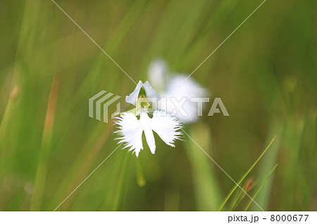 サギソウ 8000677