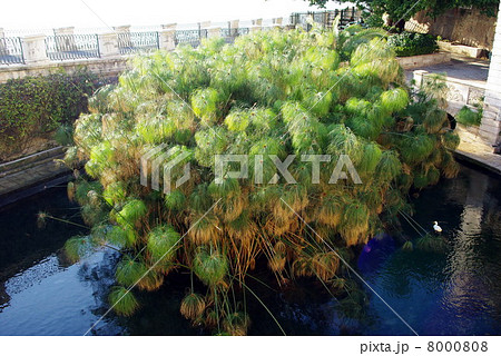 アレトゥーザの泉 8000808