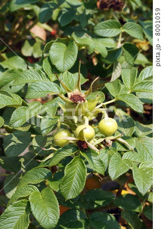 ハマナス ルブラ の若い実の写真素材