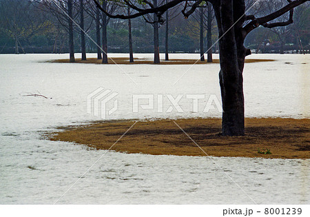 1990年代　市民の森・雪景色 8001239