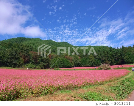 そばの花 そばの花 8013211