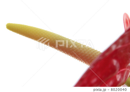 Anthurium isolated on white Anthurium isolated on white 8020040