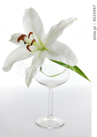 Lilium 8020067