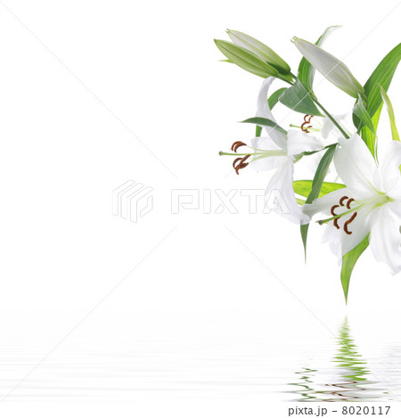 White lilia flower - SPA design background 8020117