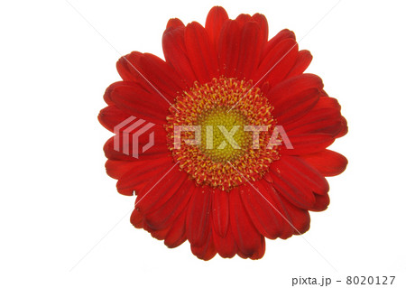 Red gerber isolated on white background Red gerber isolated on white background 8020127