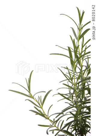 rosemary (rosmarinus officinalis) isolated on white rosemary (rosmarinus officinalis) isolated on white 8020142