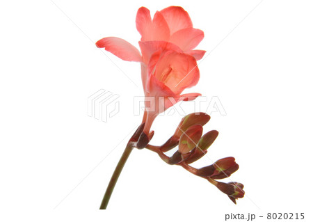 Freesia Freesia 8020215