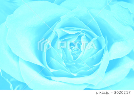 Rose blue background 8020217
