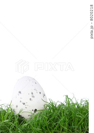 Birds egg on green grass 8020218
