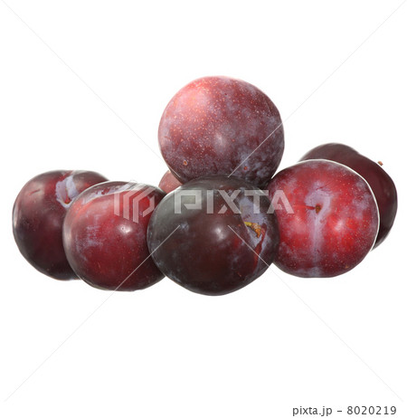 Plum 8020219