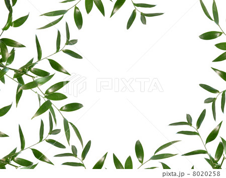 Beautiful green leaves border isolated on white background Beautiful green leaves border isolated on white background 8020258